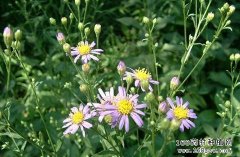 ������ֲ����Ҫ��