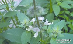 ����Ĺ�Ч���ü���ֲ����