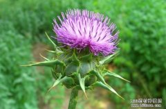 ˮ�ɼ��Ĺ�Ч�����ü���ֲ����