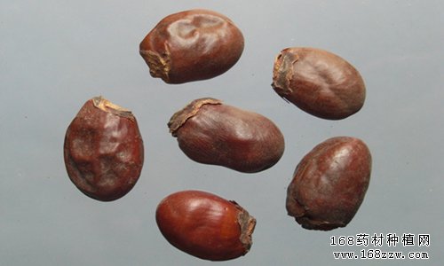 中药材荔枝核图片