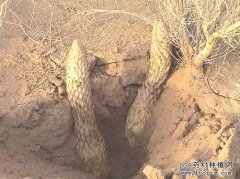 ������ֲ�����أ��������˹���ֲ����Ҫ��