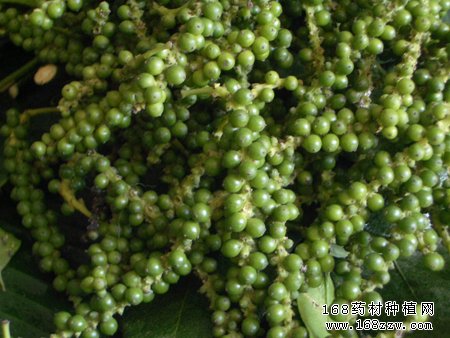 胡椒图片