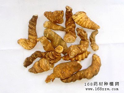 中药材重楼图片