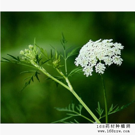 中药材蛇床子图片