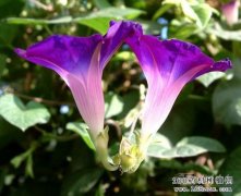 ��ҩ��ǣţ����ֲ����Ҫ��