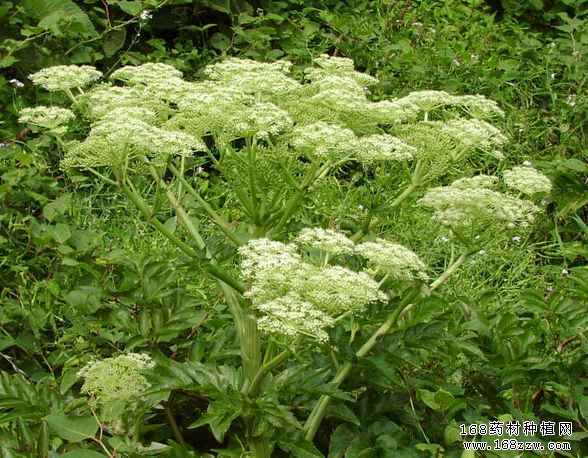 当归种植图片