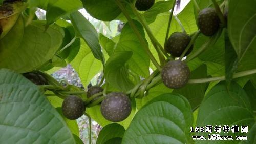 何首乌种植图片