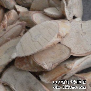 中药材牛大力图片