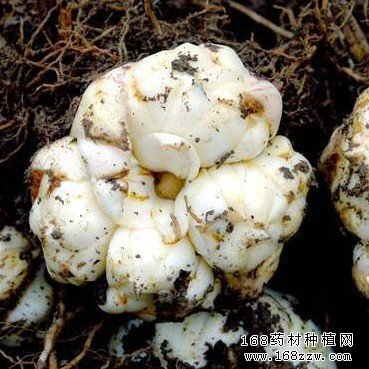 百合图片