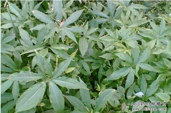 天南星种植图片
