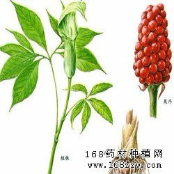 天南星图片