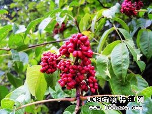 中药材五倍子图片