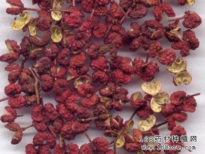 中药材花椒图片