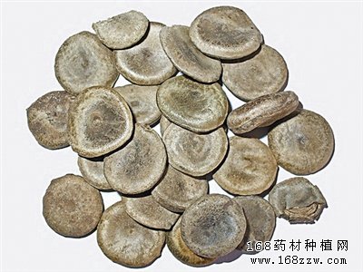 马钱子图片