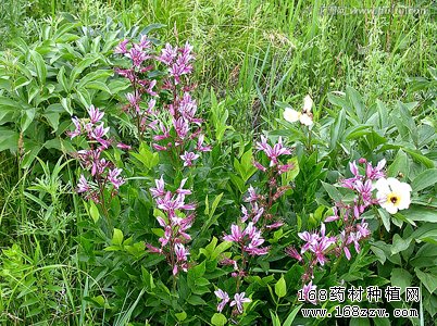 中药材白鲜图片