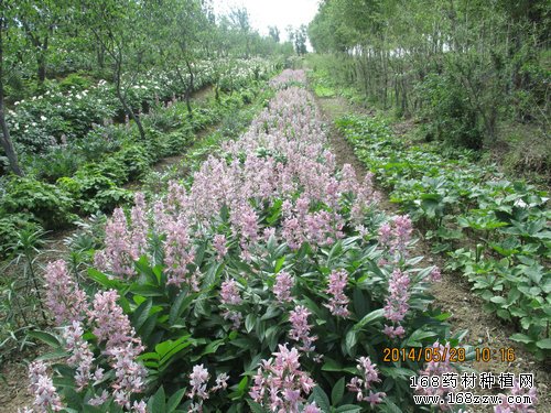 中药材白鲜图片