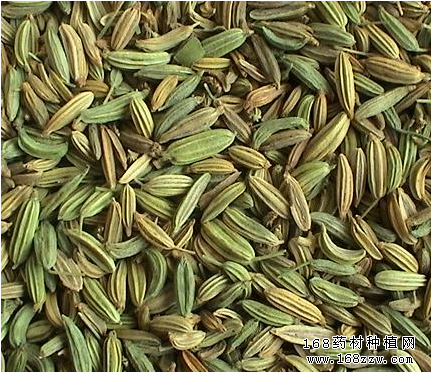 中药材小茴香图片