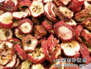 中药材山楂图片