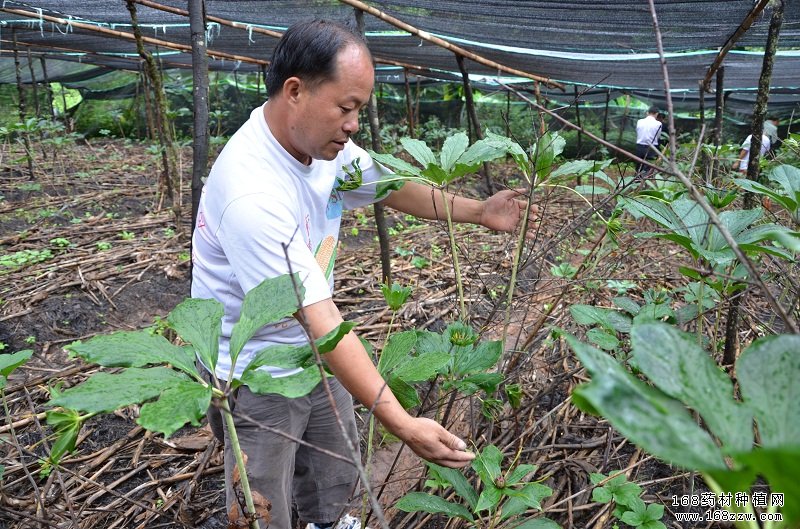 种植重楼