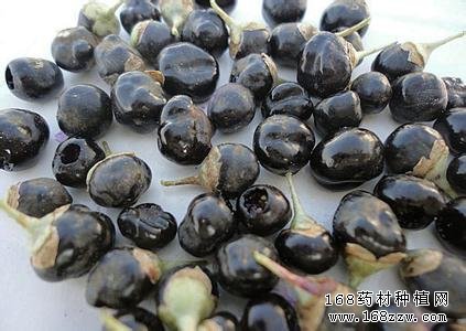 黑枸杞图片