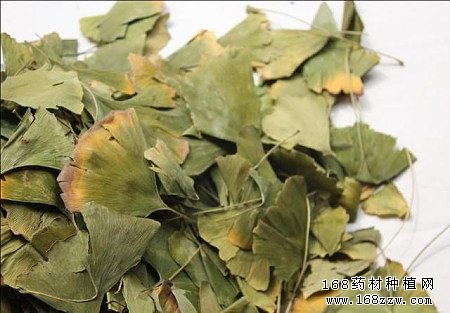 中药材银杏叶图片
