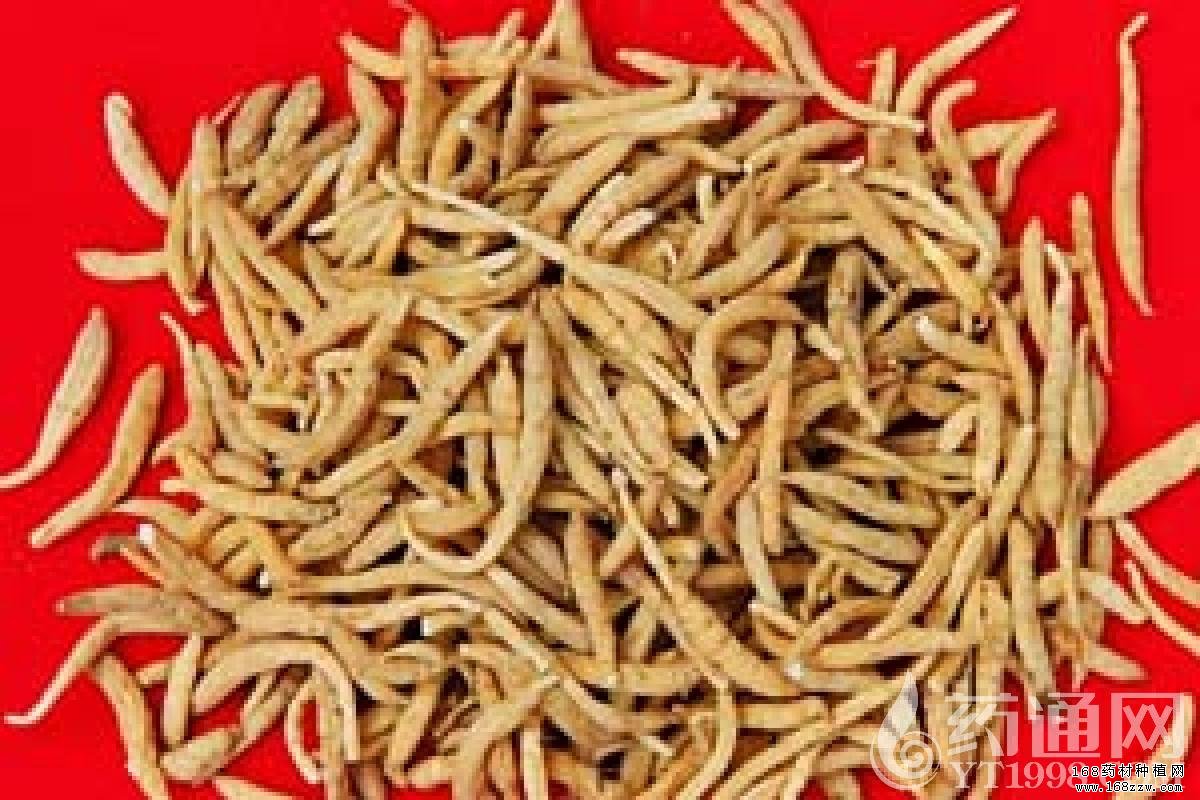 太子参价格