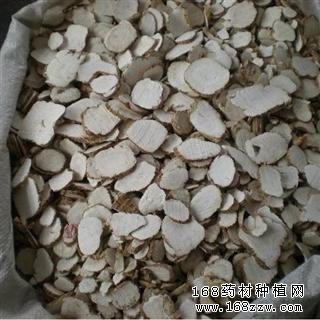 中药材白芷图片