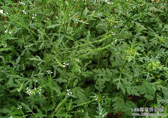 马鞭草种植基地图片