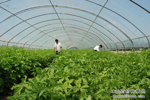 五加皮种植基地