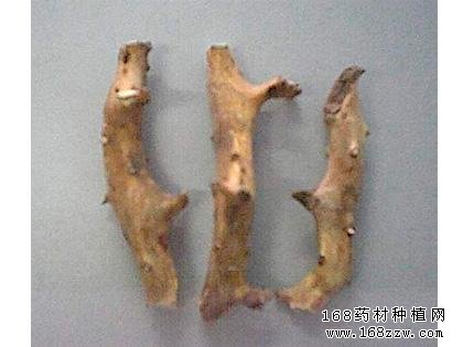 中药材地龙骨图片