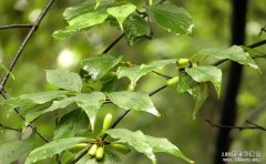 ɽ������ľ��ֳ����