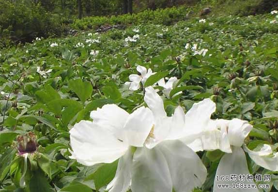 甘肃漳县药材种植鼓起农民口袋