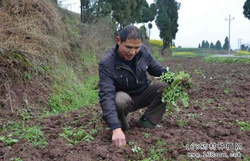 重庆忠县田恩荣返乡种药材前胡圆致富梦