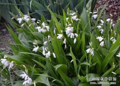 ������ֲ��ܸ����ܸ���༼��Ҫ��