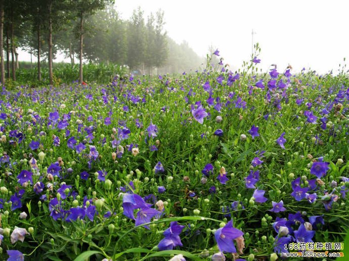 种什么药材最赚钱:货少价涨 今年种植桔梗前景好