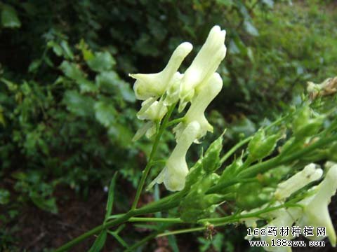 黄花乌头栽培适技术要点