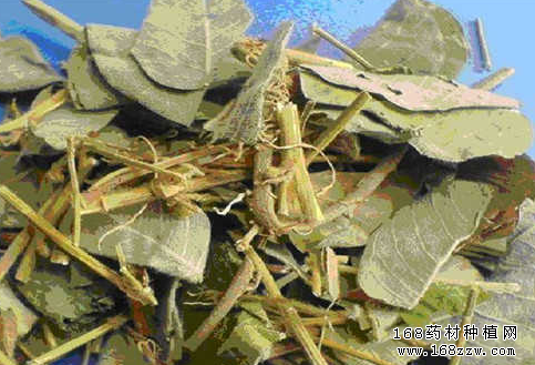 种植广金钱草赚钱吗 广金钱草价格行情走势
