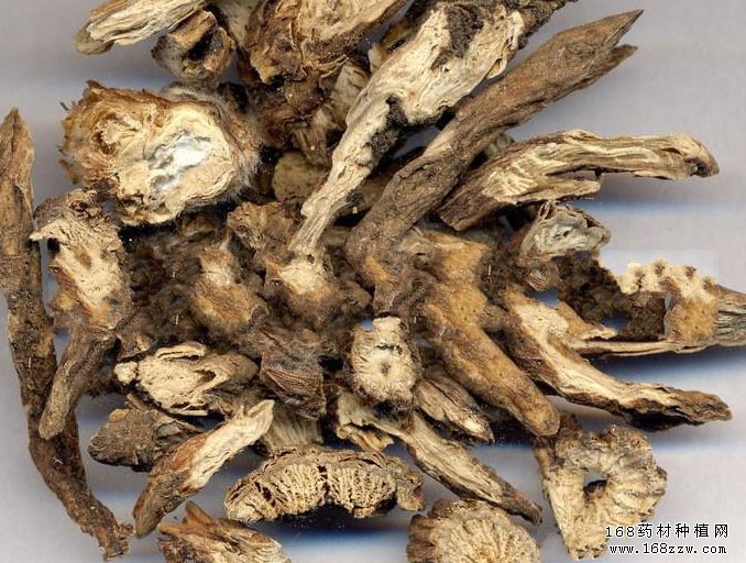 白头翁价格行情:白头翁资源减少后市看好