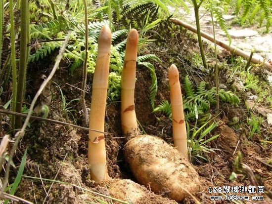 中药材种植开辟致富新门路 三个赚钱的药材种植项目