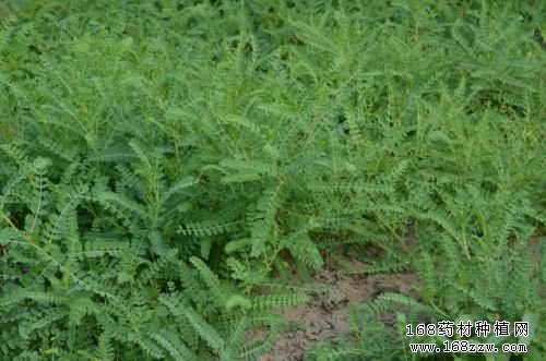 中药材种植开辟致富新门路 三个赚钱的药材种植项目