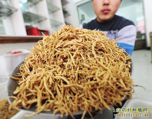 太子参多少钱一斤:货源紧张太子参价格上涨迅猛