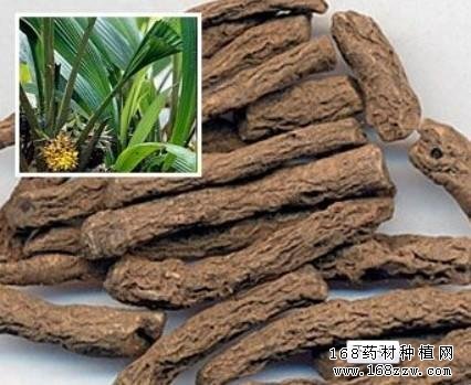 2016年仙茅价格行情分析