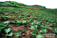 ������ֲ��ҩ�ĵļ���ע������