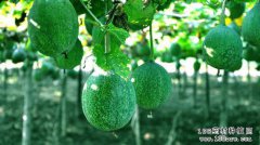 ������ֲ���䣺����߲����༼�����