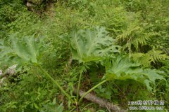 ������ֲ��Ҷ��ƣ���Ҷ������༼��Ҫ��