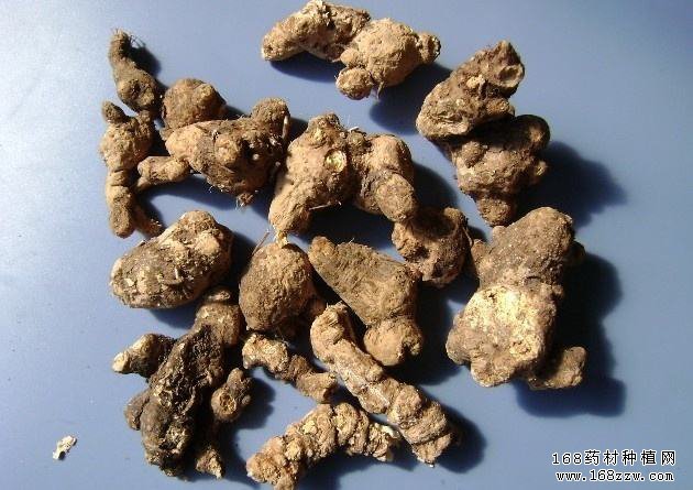 苍术的功效及最新苍术价格及行情走势分析