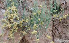 ����ʺ���ʲô����������������