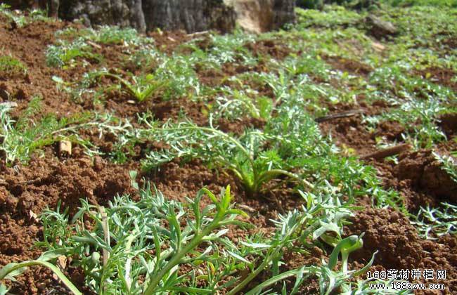 怎样种植玛卡?中药材玛卡高产栽培技术要点