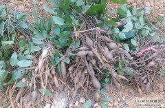 ��ҩ��ţ������ֲ����Ҫ��