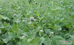 ������ֲľ�㣿��ҩ��ľ����ֲ����Ҫ��